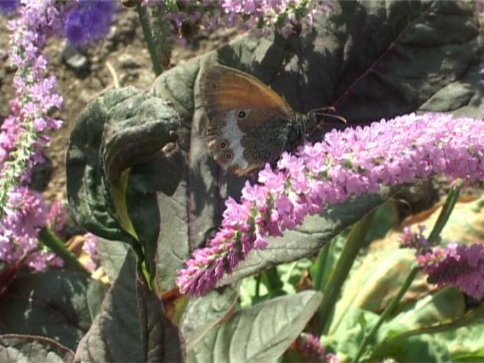 Weißbindiges Wiesenvögelchen ( Coenonympha arcania ), Flügelunterseite : Nettersheim/Urfttal, Eifel, 28.06.2005